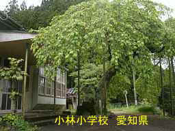 小林小学校、愛知県の木造校舎・廃校