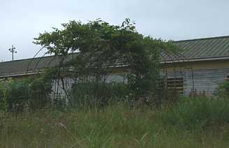 鳴沢小学校・蔓性植物花壇、木造校舎・廃校、青森県
