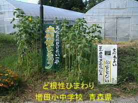 増田小中学校・ど根性ひまわり、青森県の廃校・木造校舎