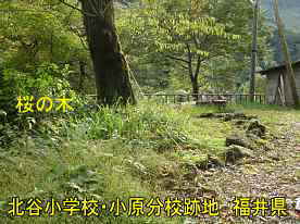 「北谷小学校・小原分校」跡地の桜、福井県の木造校舎