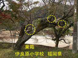 伊良原小学校・巣箱、福岡県の木造校舎