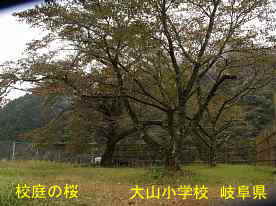 大山小学校・校庭の桜、岐阜県の木造校舎