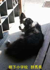 棚下小学校・犬、群馬県の木造校舎・廃校