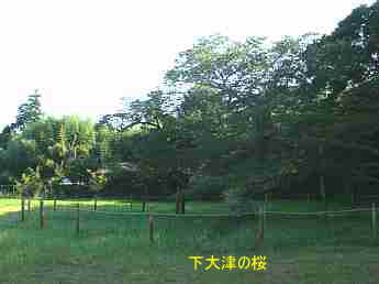 dm大津の桜、茨城県