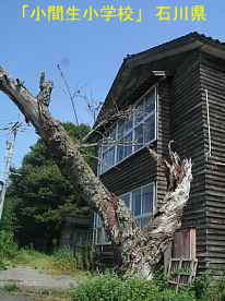「小間生小学校」桜の古木、石川県の木造校舎