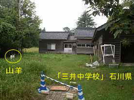 三井中学校・山羊と校舎、石川県の木造校舎・廃校