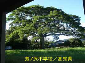 芳ノ沢小学校・樹齢１４０年「栴檀」、高知県の木造校舎