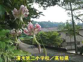 清水第二小学校・カノコユリ、高知県の木造校舎