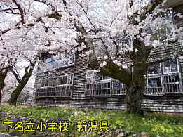 下名立小学校と桜、新潟県の木造校舎・廃校