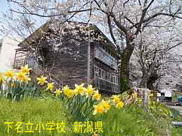 水仙と下名立小学校、新潟県の木造校舎・廃校