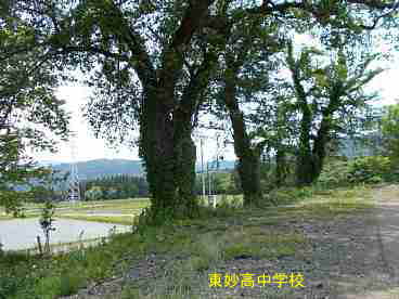 東妙高中学校の桜、新潟県の木造校舎・廃校