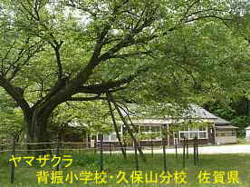 背振小学校・久保山分校・ヤマザクラ、佐賀県の木造校舎