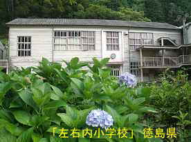 「左右内小学校」紫陽花、徳島県の木造校舎