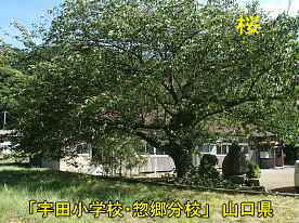 宇田小学校・惣郷分校・廃校記念碑と桜、山口県の木造校舎・廃校