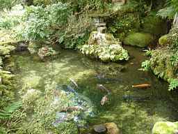 飛騨３３観音　本覚寺の池と鯉