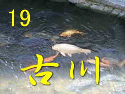 飛騨古川の鯉、飛騨３３観音