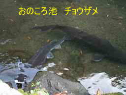 高千穂峡「おのころ池」のチョウザメ、九州西国３３観音霊場記