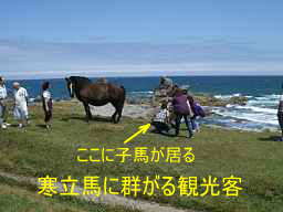 寒立馬に群がる観光客、田名部海辺３３観音