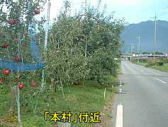 「本村」リンゴの木、自転車で巡った信濃３３観音霊場記