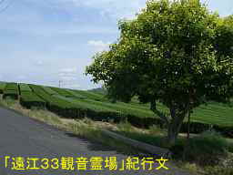 茶畑と木、自転車で巡った「遠江３３観音霊場」紀行文