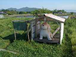 白犬のタイグルミ・西国霊場
