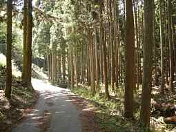 桜峠より杉木立を歩く・西国霊場