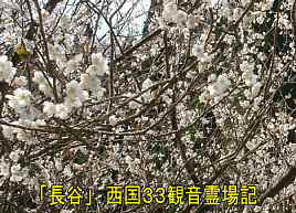 桜の花・「長谷」集落、西国３３観音霊場記