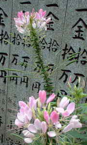 「横峰寺」の花、四国遍路