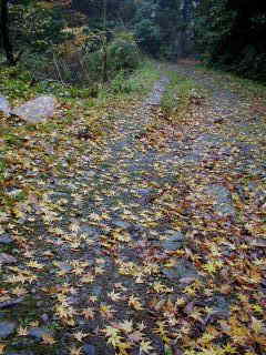 紅葉散る秋の遍路道、四国遍路