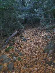 枯葉の溜まる遍路道