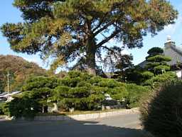 栄光寺の松