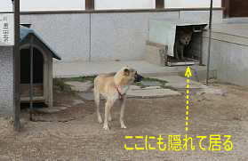 ２４番「安養寺」の犬、小豆島歩き遍路
