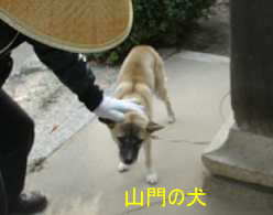 ２４番「安養寺」犬、小豆島歩き遍路