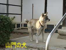 ２４番「安養寺」山門の犬、小豆島歩き遍路