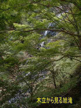 木立から見る旭滝・滝源寺