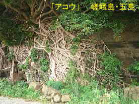 「アコウの樹」、嵯峨島・五島