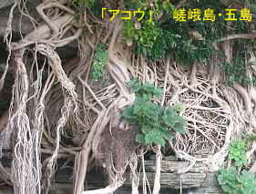 「アコウの樹」根、嵯峨島・五島