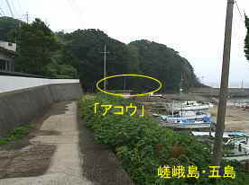 「アコウの樹」へ向かって、嵯峨島・五島