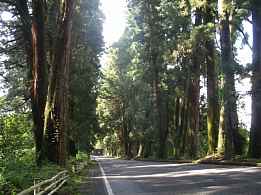 杉並木、例幣使街道、イザベラ・バードの道