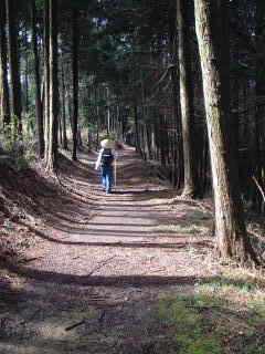 杉木立を歩く、熊野古道・町石道