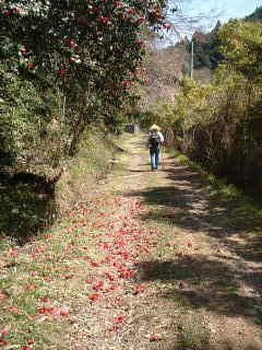 「矢立」より椿散る町石道を歩く、熊野古道・町石道