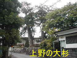 上野の大杉、熊野古道、本宮道を歩く