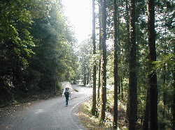 林道2、熊野古道・本宮道を歩く