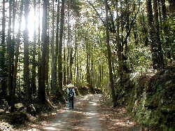 林道3、熊野古道・本宮道を歩く