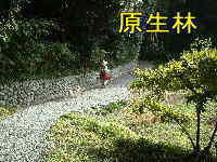 多岐原神社の原生林、熊野古道・伊勢路を歩く