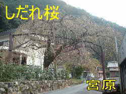 しだれ桜・宮原、熊野古道・伊勢路を歩く