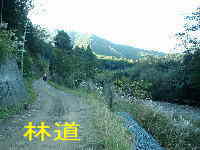 林道・ツヅラト峠へ、熊野古道・伊勢路を歩く