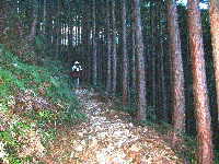 山道、ツヅラト峠へ、熊野古道・伊勢路を歩く