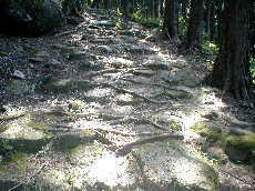 石畳に木の根が這う、「甫母峠」熊野古道・伊勢路を歩く