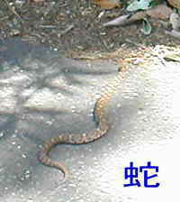 蛇、熊野古道・川丈街道を歩く